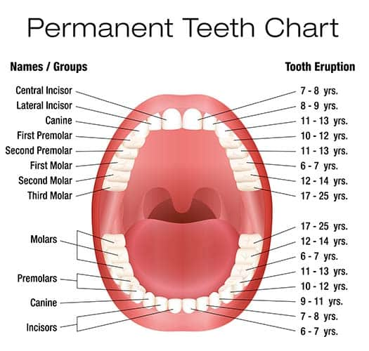 Baby Teeth Development Chart