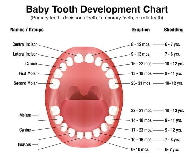 When Do Baby Teeth Come In Chart